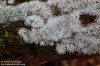 válečkovka keříčkovitá (Houby), Ceratiomyxa fruticulosa (O. F. Müll.) T. Macbr. 1899 (Fungi)
